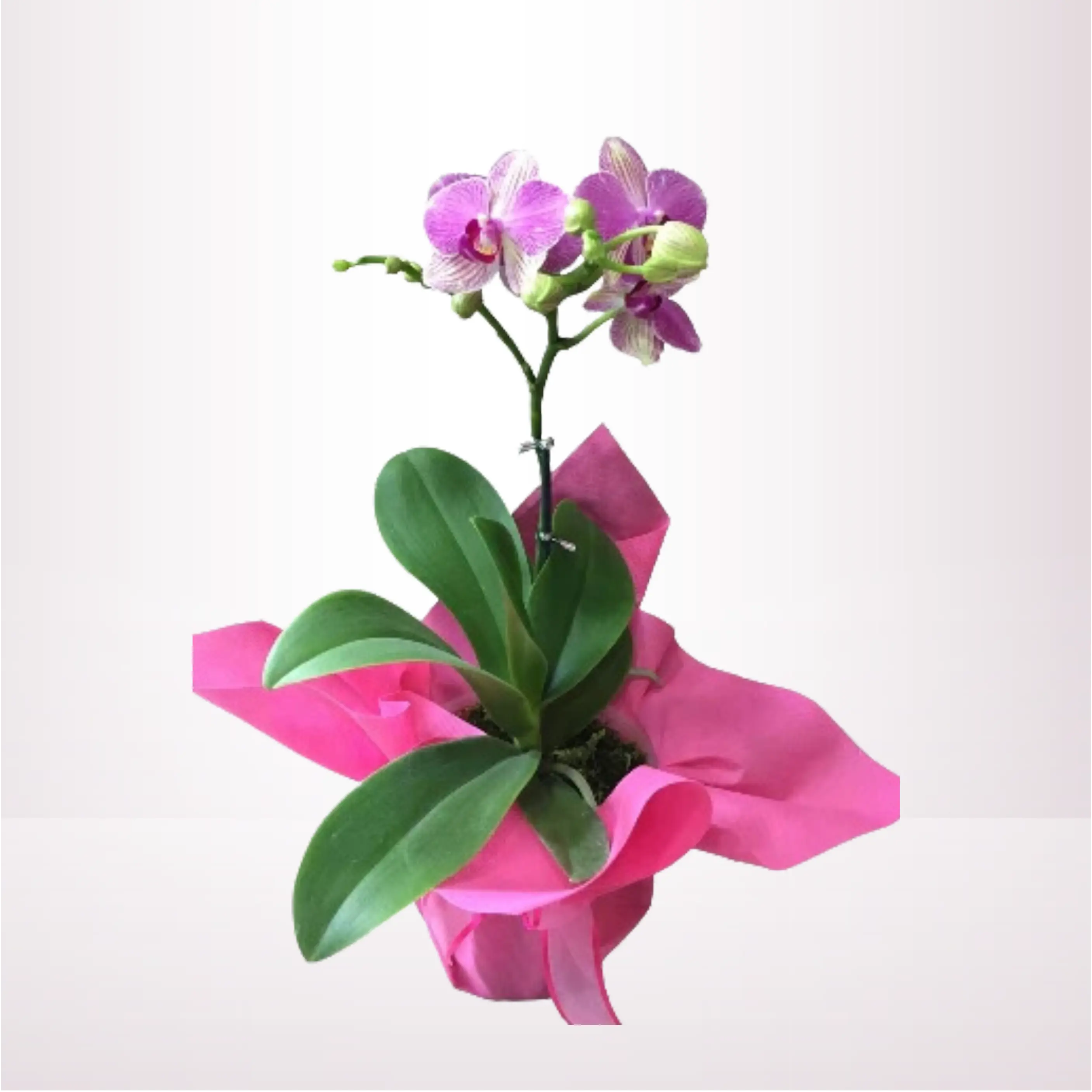 ORQUIDEA LILA - OR12