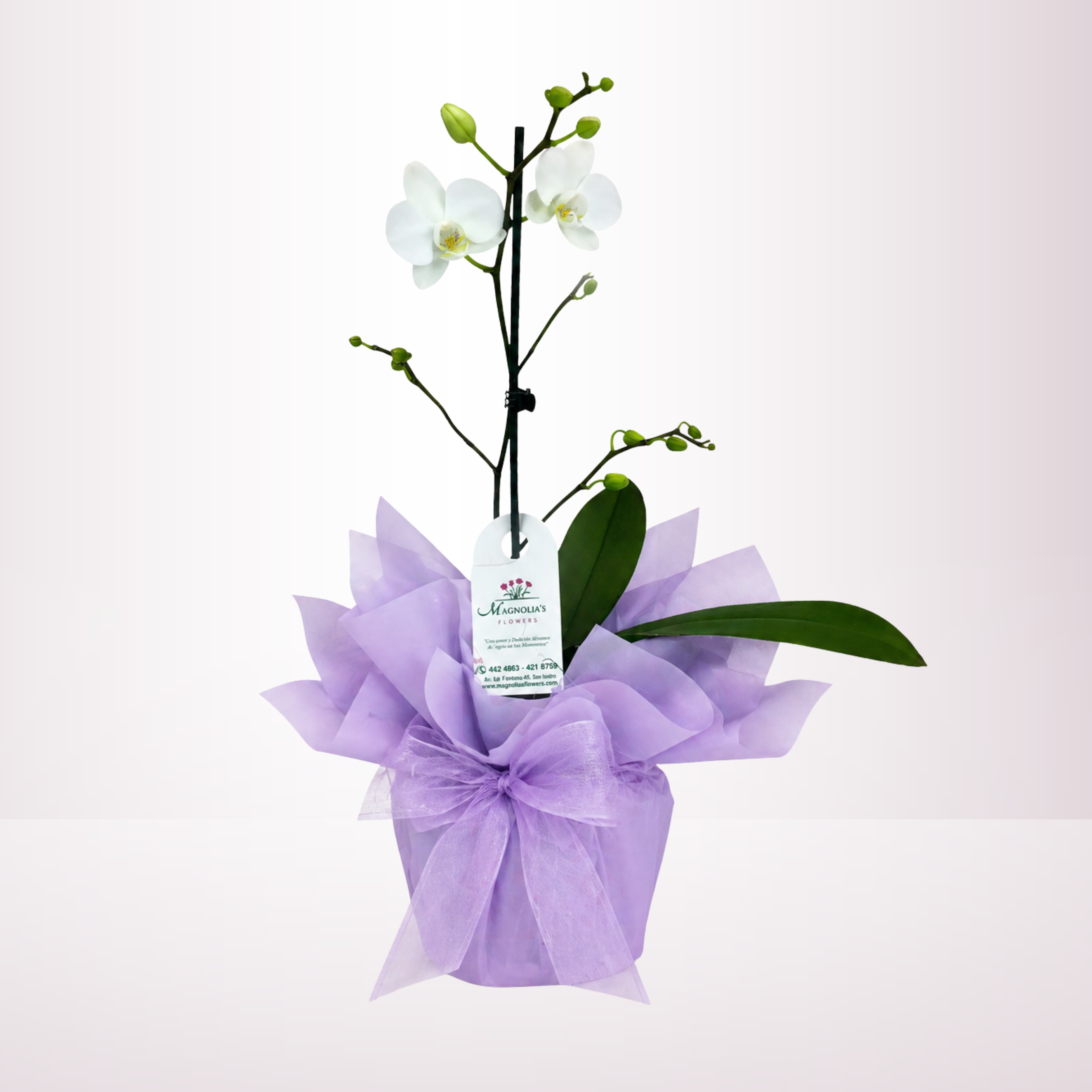 ORQUIDEA EN BASE CON ENVOLTURA - ORQ08