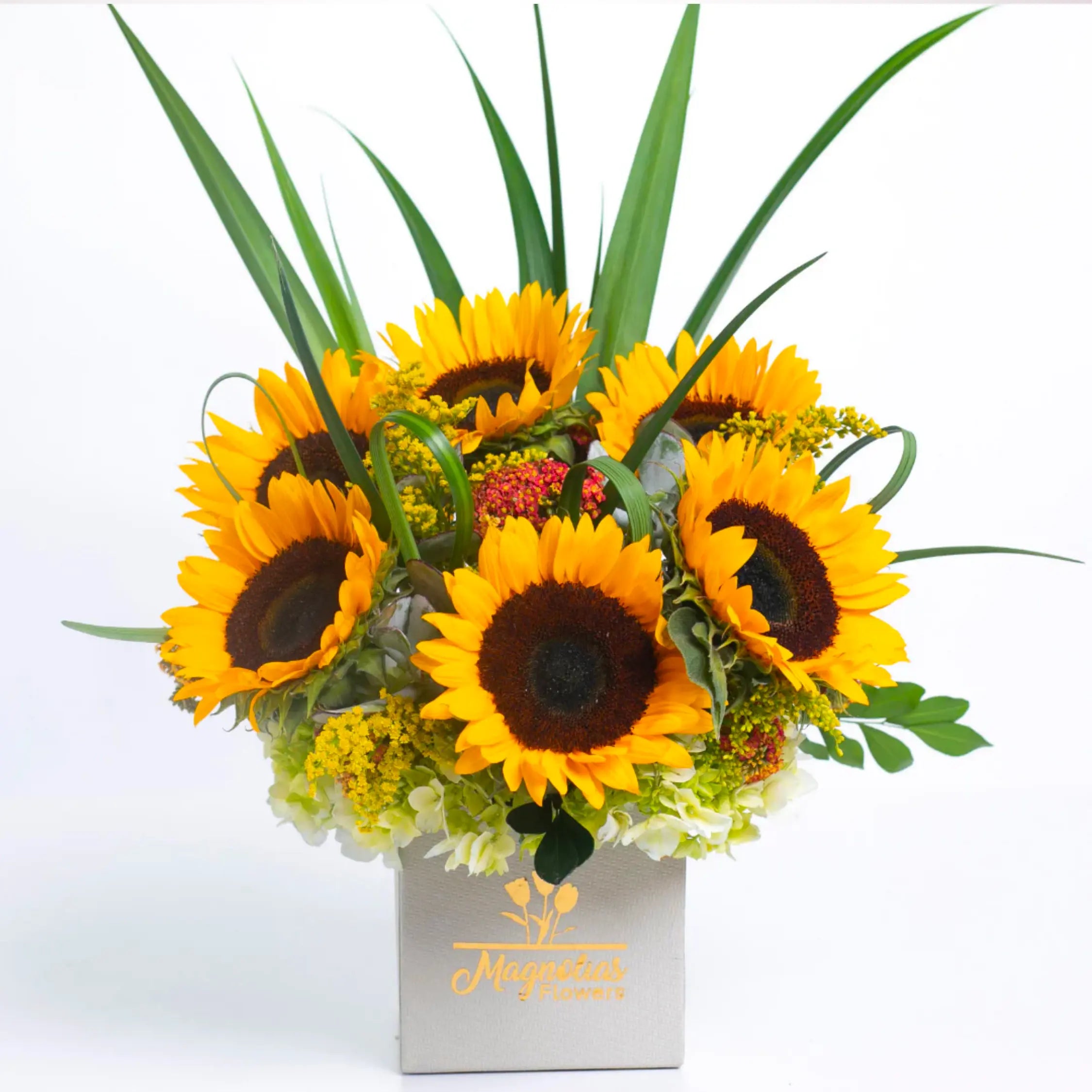 BOX DE GIRASOLES - CC66