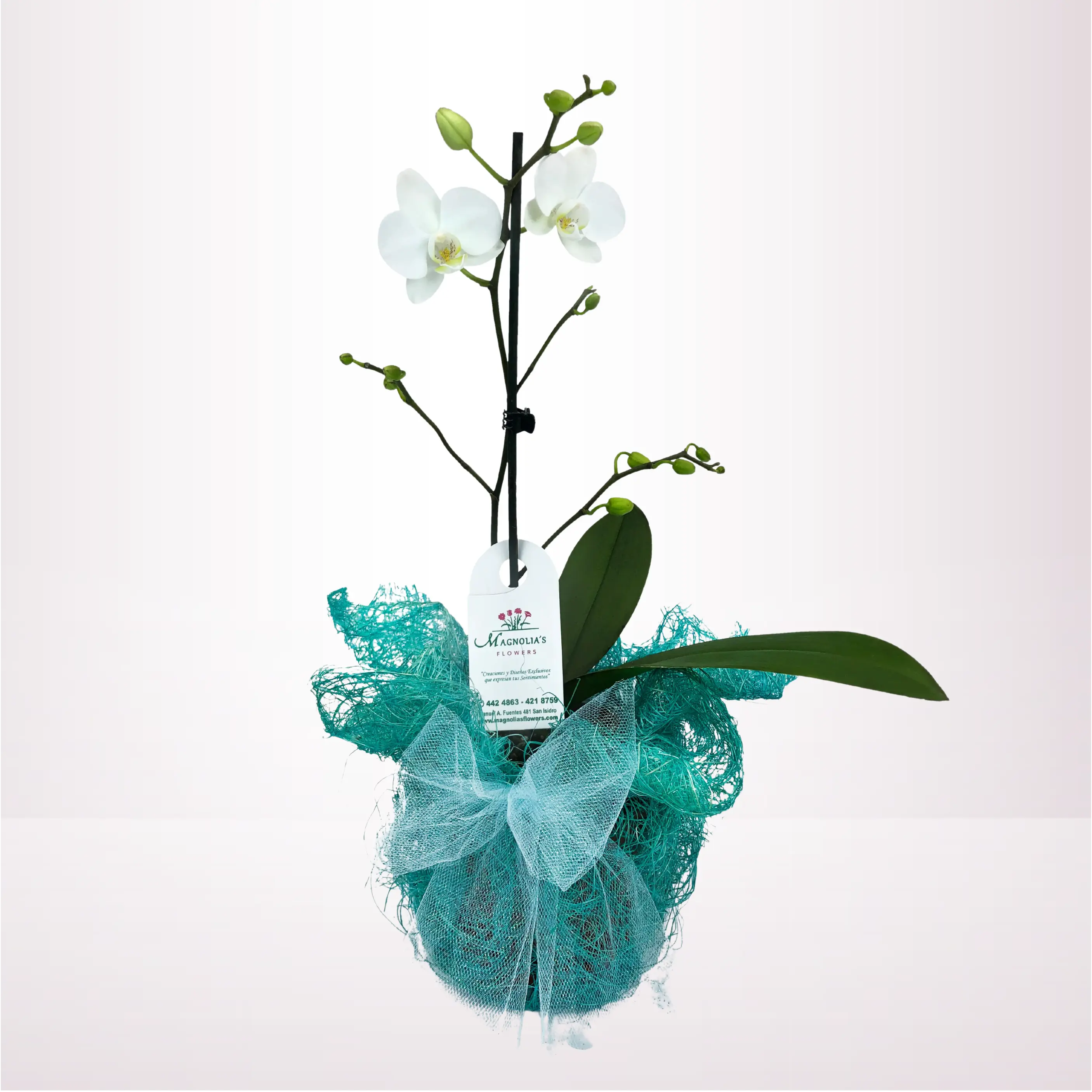 ORQUIDEA CLASICA - ORQ08